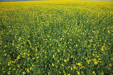 淘宝百亿补贴1.5万份《塞尔达传说：王国之泪》 335元今晚开抢